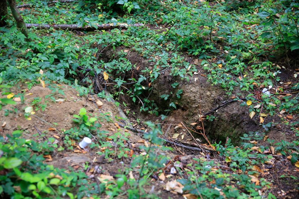 The shallow grave of the McCollum Park John Doe was found Sept. 26, 2020, by a transient living in a greenbelt in Mill Creek. (Kevin Clark / The Herald)