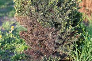 reddish stain of dried needles on spruce after winter