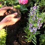 Follow these step-by-step directions to plant all summer long and never lose one to the heat. (Getty Images)