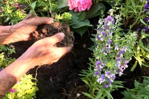 Follow these step-by-step directions to plant all summer long and never lose one to the heat. (Getty Images)