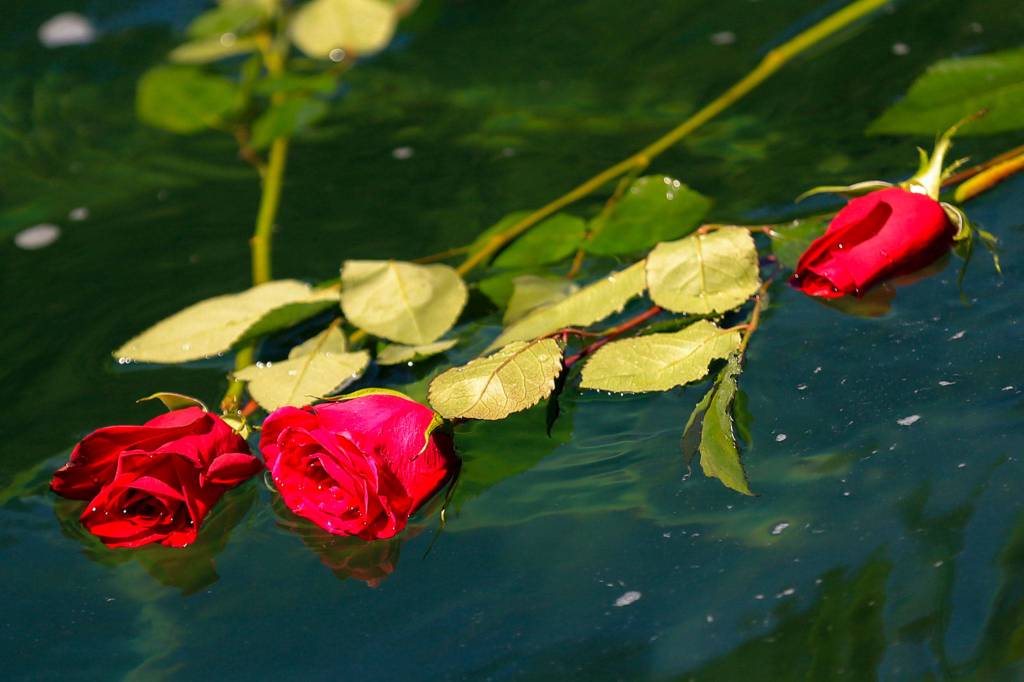 Roses float in the Skykomish River at Eagle Falls in memory of Devin Shelby. (Kevin Clark / The Herald)