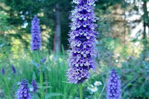 "Blackadder" hummingbird mint features flower spikes of dark red-purple peppered with tiny mauve blooms. (Rick Peterson)