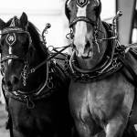 Magnificent Clydesdales in full regalia