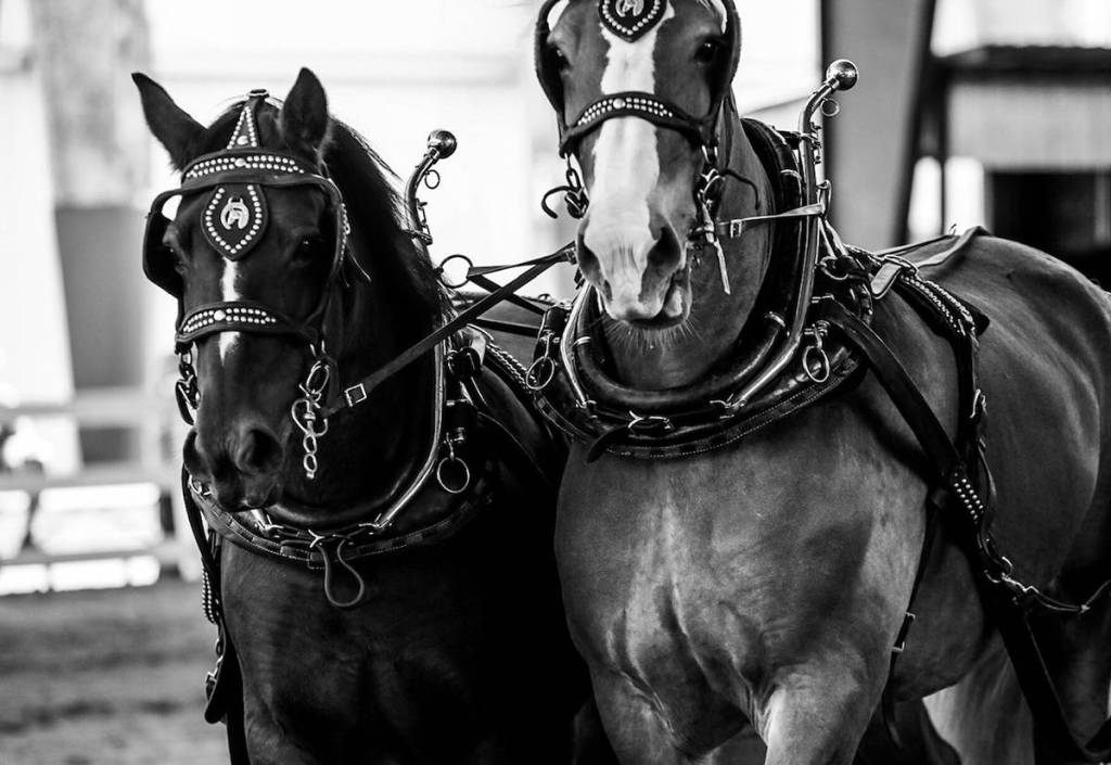Magnificent Clydesdales in full regalia