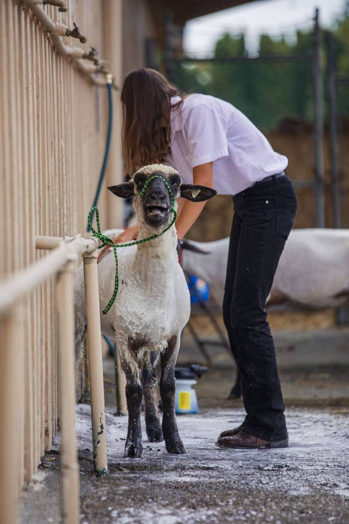 Dont miss the chance to see the 4H Club and FFA kids and their prize winning animals