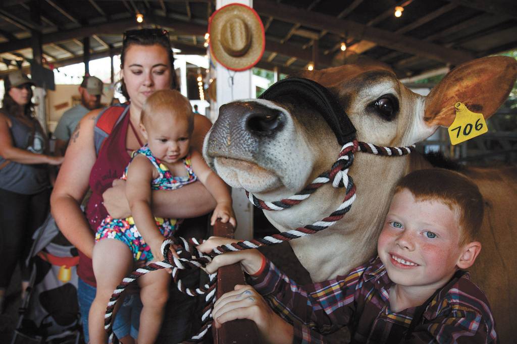 A young cattleman shares his love at the Whidbey Island Fair. (Photo by David Welton)