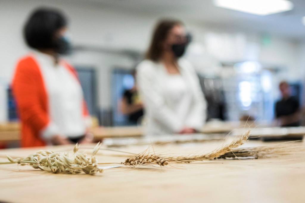 Grain samples on display at the Washington State University Bread Lab on Thursday in Burlington. (Olivia Vanni / The Herald)