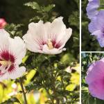 The National Gardening Bureau has named 2021 the Year of the Hardy Hibiscus. Pick up one or two of these reliable and late-blooming perennial and shrubby plants for color through summer. (Monrovia, Nicole Phillips)