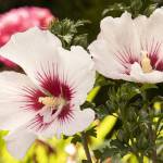 Chateau de Chantilly Rose of Sharon - Monrovia