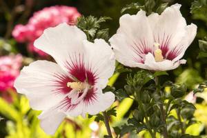 Chateau de Chantilly Rose of Sharon - Monrovia