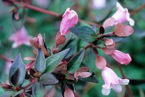 "Edward Goucher" abelia is adorned with tubular, half-inch-long, soft pink flowers that provide beauty and pollinator sustenance. (Richie Steffen)