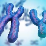 Most humans have 23 pairs of chromosomes. Twenty-two of these chromosomes are the same between males and females. The 23rd set are our sex chromosomes. (Getty Images)