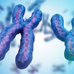 Most humans have 23 pairs of chromosomes. Twenty-two of these chromosomes are the same between males and females. The 23rd set are our “sex chromosomes.” (Getty Images)