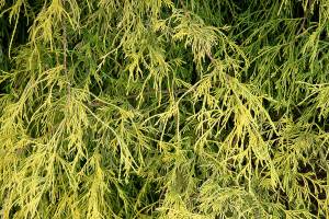 Chamaecyparis pisifera “Filifera Aurea Nana”