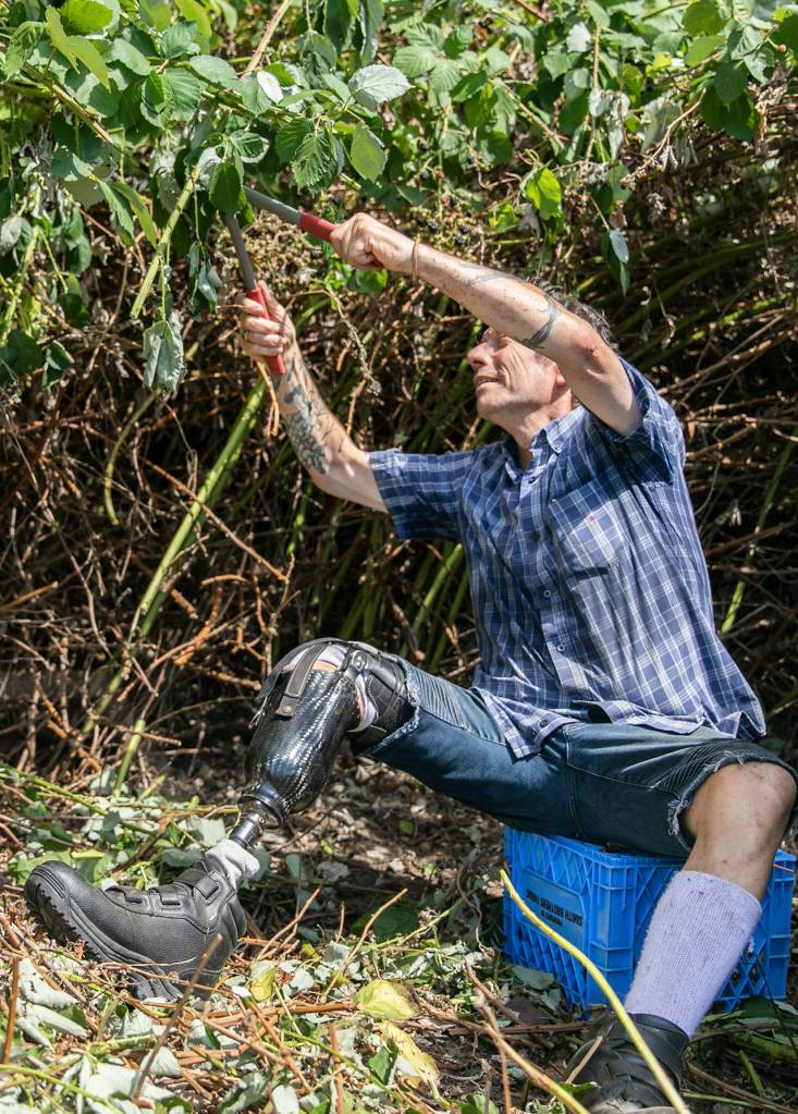 Mike Dailey cuts blackberry bush branches, expanding the garden area at the Hope Horses N Healing farm. (Hannah Sheil / The Herald)