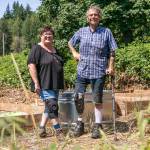 Mike Dailey, cuts back blackberry bushes in the garden at Hope, Horses 'N Healing in Monroe, Wash. (Hannah Sheil / The Daily Herald)