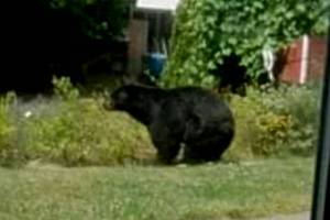 A photo circulated widely on social media shows a black bear in the backyard of a South Whidbey residence. (Screenshot)