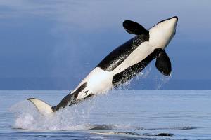 FILE - In this Jan. 18, 2014, file photo, a female resident orca whale breaches while swimming in Puget Sound near Bainbridge Island, Wash., as seen from a federally permitted research vessel. The National Marine Fisheries Service has finalized rules to expand the Southern Resident orca's critical habitat from the Canadian border down to Point Sur, Calif., adding 15,910 square miles, (41,207 square kilometers) of foraging areas, river mouths and migratory pathways. (AP Photo/Elaine Thompson, File)