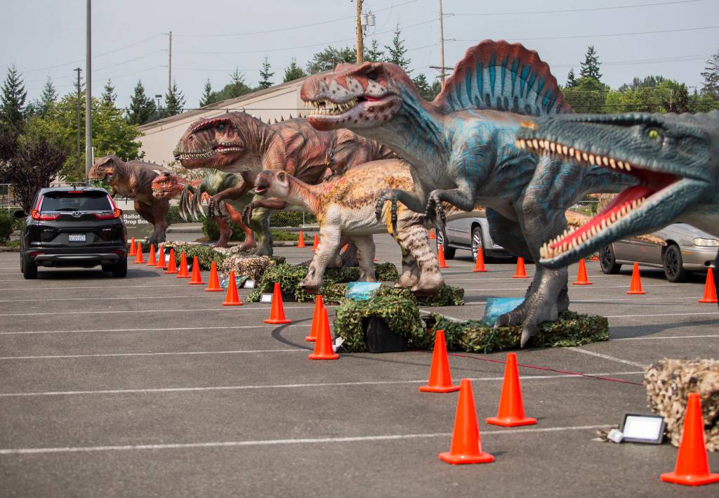 Large animatronic dinosaurs move and make noises as cars drive by at the Jurassic Empire drive-thru in Everett. (Olivia Vanni / The Herald)