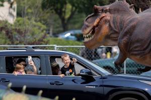 A young boy roars at a T-Rex during the Jurassic Empire Drive-Thru on Saturday, Aug. 14, 2021 in Everett, Wash. (Olivia Vanni / The Herald)