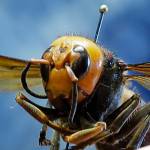 FILE - In this May 4, 2020, file photo, an Asian giant hornet from Japan is held on a pin by Sven Spichiger, an entomologist with the Washington state Dept. of Agriculture in Olympia, Wash. Scientists in the U.S. and Canada are opening new fronts in the war against the so-called murder hornets as the giant insects begin establishing nests this spring. The scientists said Wednesday, March 17, 2021, the battle to prevent the apex predators from establishing a foothold in North America is being fought mostly in Whatcom County, Washington and the nearby Fraser Valley of British Columbia, where the hornets have been spotted in recent years. (AP Photo/Ted S. Warren, File)