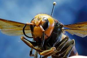 FILE - In this May 4, 2020, file photo, an Asian giant hornet from Japan is held on a pin by Sven Spichiger, an entomologist with the Washington state Dept. of Agriculture in Olympia, Wash. Scientists in the U.S. and Canada are opening new fronts in the war against the so-called murder hornets as the giant insects begin establishing nests this spring. The scientists said Wednesday, March 17, 2021, the battle to prevent the apex predators from establishing a foothold in North America is being fought mostly in Whatcom County, Washington and the nearby Fraser Valley of British Columbia, where the hornets have been spotted in recent years. (AP Photo/Ted S. Warren, File)