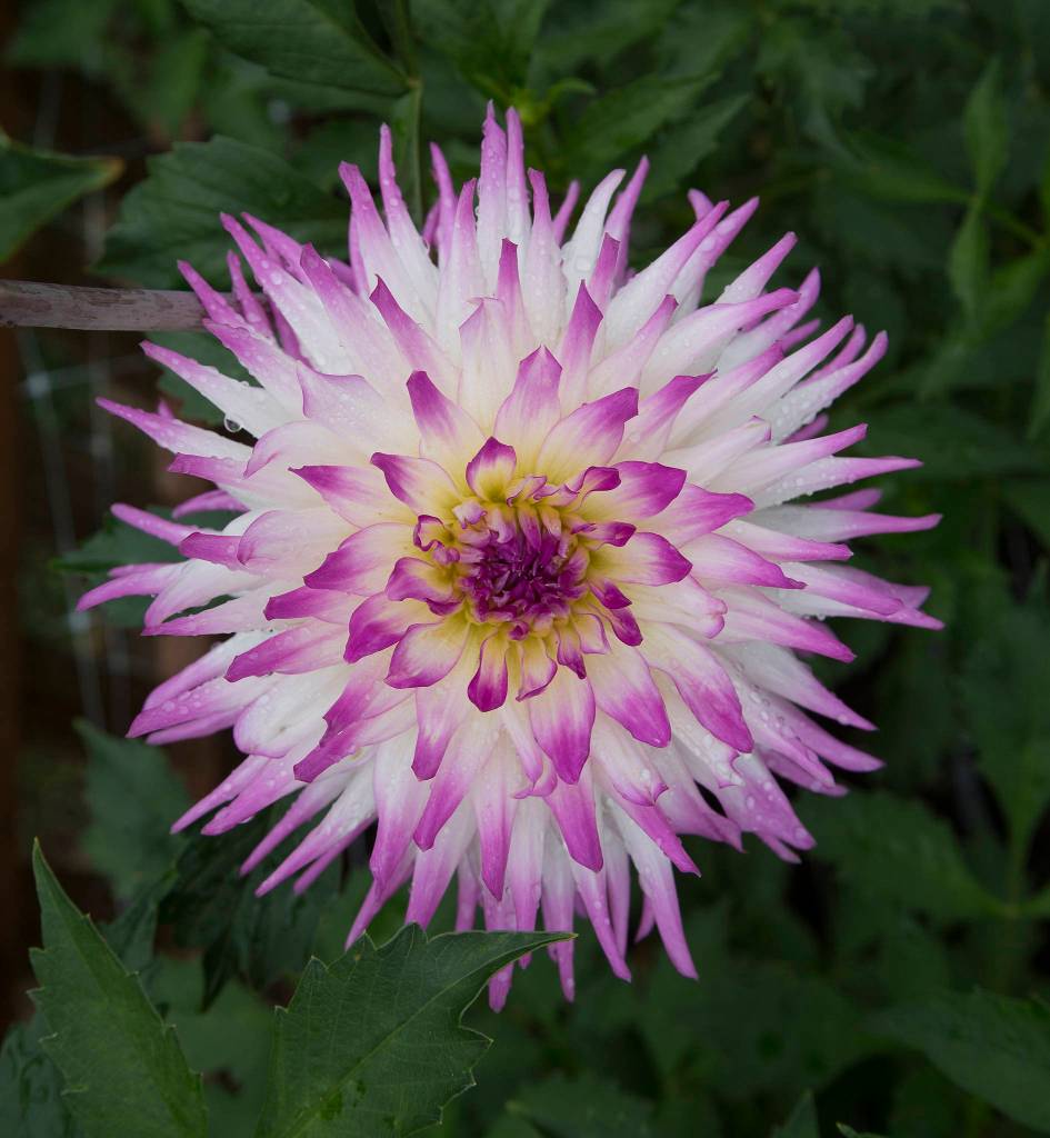 Lisa Weltys Clearview Cameron dahlia was named Dahlia of the Year. (Andy Bronson / The Herald)