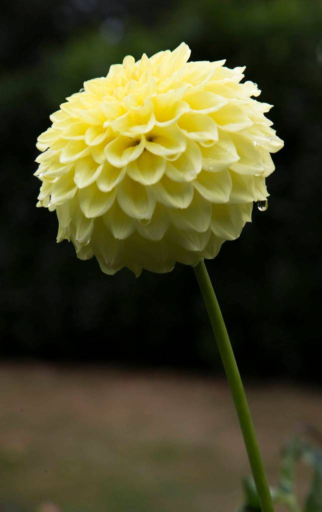A water droplet forms on one of Lisa Weltys new dahlias, which she hasnt yet named. (Andy Bronson / The Herald)
