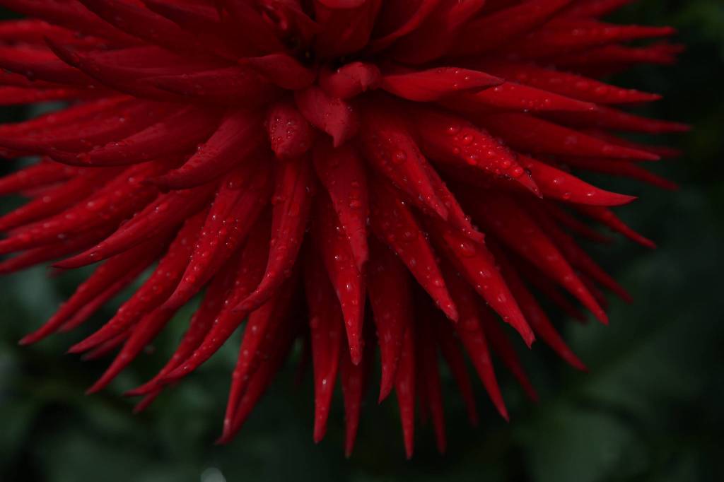 Lisa Weltys Aitara Rufus dahlia. (Andy Bronson / The Herald)