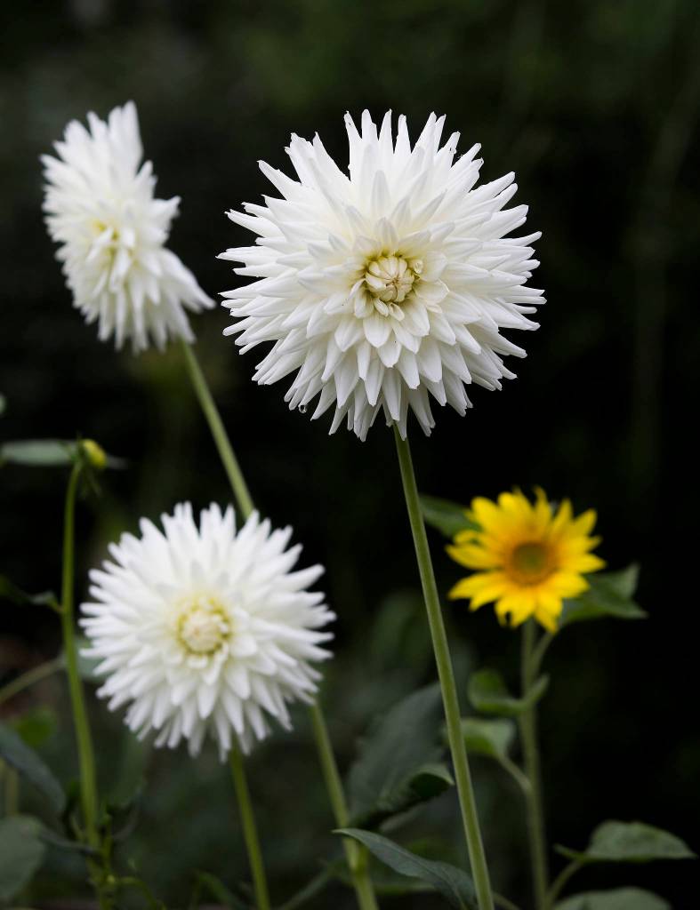 In Lisa Weltys garden, a sunflower grows behind a row of Vals White Candy dahlias. (Andy Bronson / The Herald)