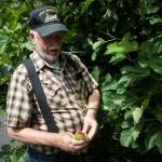 Wally Harper planted a fig tree in his Mukilteo yard about 25 years ago and every year reaps the bounty of more than he can eat. Fresh figs are highly perishable. (Olivia Vanni / The Herald)