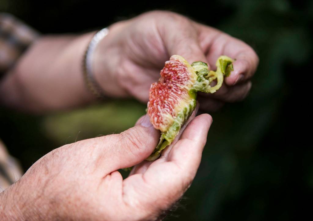 Inside a peeled fig, fresh off a tree in Mukilteo. (Olivia Vanni / The Herald)