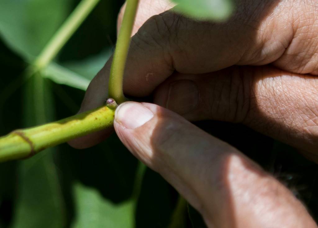 Wally Harper points out the start of a fig on one of the trees branches. (Olivia Vanni / The Herald)