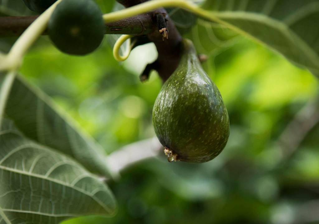 A fig drips juice from a small opening. (Olivia Vanni / The Herald)