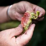 Inside of a freshly peeled fig on Thursday, Aug. 19, 2021 in Mukilteo, Wash. (Olivia Vanni / The Herald)