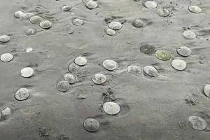 Thousands of live sand dollars are washing ashore on the south end of Seaside Beach. (Seaside Aquarium video screen shot)