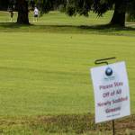 Golfers putt on a temporary green while signs to keep off the grass surround a replanted green at Walter E. Hall old Course on Thursday, Aug. 12, 2021 in Everett, Wash. (Olivia Vanni / The Herald)