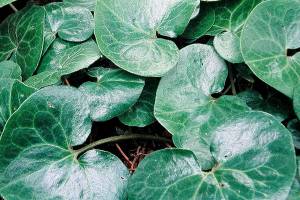 European wild ginger has glossy dark green, kidney-shaped leaves that adds distinction to the shade garden. (Richie Steffen)