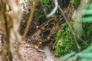 The Washington State Department of Agriculture, Oregon Department of Agriculture, and USDAs Animal Plant Health Inspection Service found the first Asian giant hornet nest of 2021. The nest was in a rural area east of Blaine. (USDA)