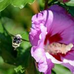 A bumblebee prepares to land on a Lenten rose blossom in David Carlos Mountlake Terrace garden.