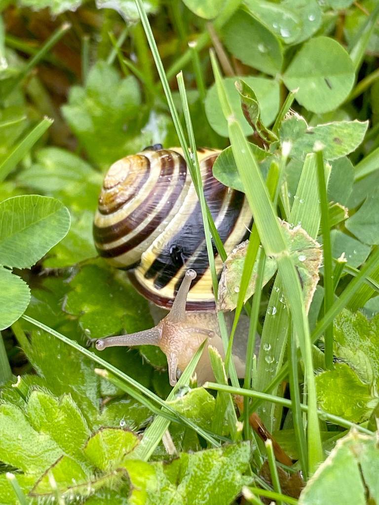 Getting into my vehicle, I noticed this little guy moving along, too, says Suzanne McQuen of Everett.