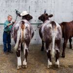 Douglas Ryner brushes twin cows Thelma and Louise at the Evergreen State Fair in 2019 in Monroe. (Olivia Vanni / Herald file)