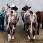 Douglas Ryner brushes twin cows Thelma and Louise at the Evergreen State Fair in 2019 in Monroe. (Olivia Vanni / Herald file)