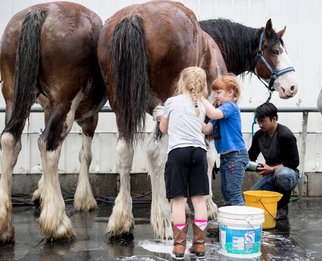 Lilian Lentz (left), 6, and Daphne Lentz, 4, help clean Holly for Morning View Farm during opening day of the Evergreen State Fair on Thursday in Monroe. (Olivia Vanni / The Herald)
