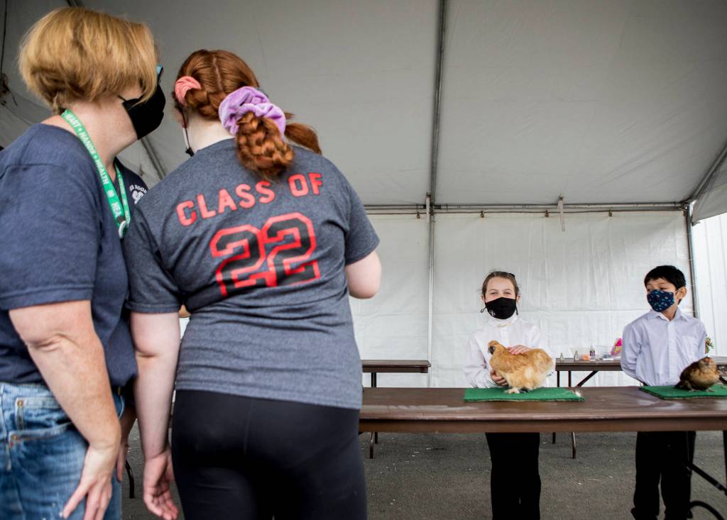 4-H participants wait for judges during the opening day of the Evergreen State Fair on Thursday in Monroe. (Olivia Vanni / The Herald)
