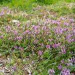 Northwest gardens are getting taken over by seedlings of chick weed, shot weed, annual blue grass and henbit, pictured in the spring, just to name a few. (Getty Images)