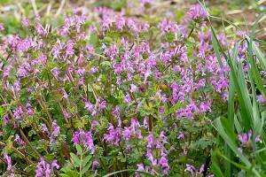 Henbit deadnettle and Persian speedwell blooming in the spring meadow