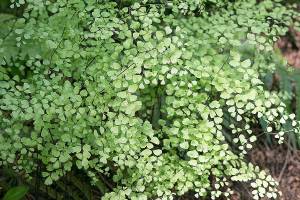 Mairis' maidenhair fern has dainty green leaflets borne on black stems. (Richie Steffen)