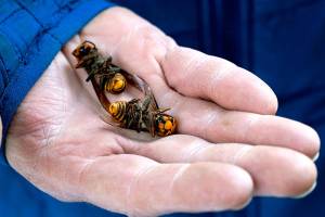 FILE - In this Oct. 24, 2020, file photo, a Washington state Department of Agriculture worker holds two of the dozens of Asian giant hornets vacuumed from a tree in Blaine, Wash. Authorities say they've found the first Asian giant hornet nest of 2021 in a rural area east of Blaine. State entomologists will now develop a plan to eradicate the nest. (AP Photo/Elaine Thompson, File)