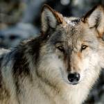 A wolf in Yellowstone National Park, photographed in 2017. (Jacob W. Frank/National Park Service via AP, File)